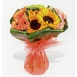 Sunflower Quattro